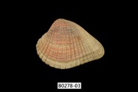 藏品(歪簾蛤)的圖片